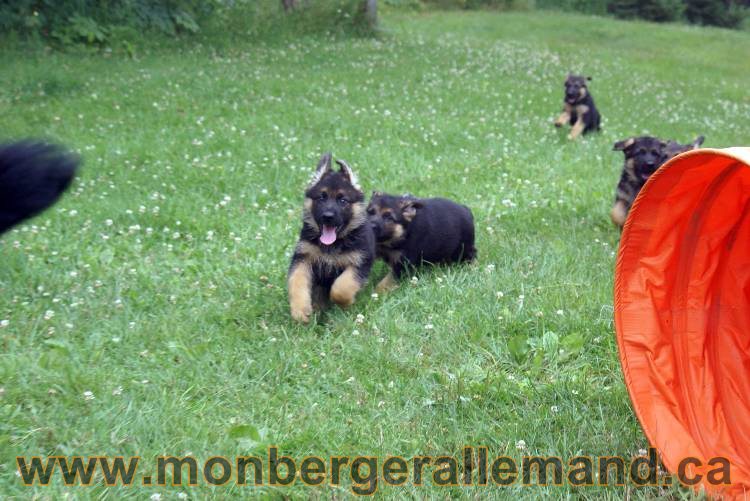 Chiots berger allemand a Kenya 25 juillet 2011