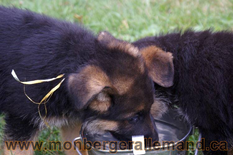 Chiots berger allemand a Kenya 25 juillet 2011