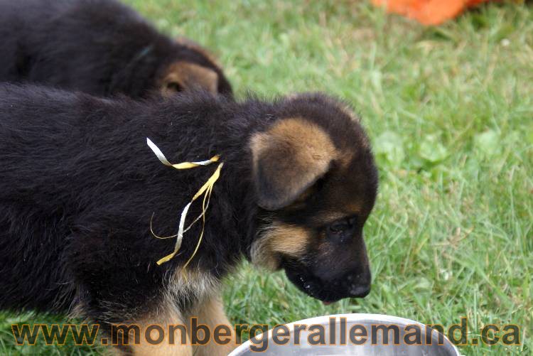 Chiots berger allemand a Kenya 25 juillet 2011