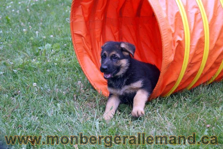 Chiots berger allemand a Kenya 25 juillet 2011