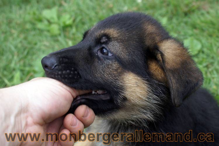Chiots berger allemand a Kenya 25 juillet 2011