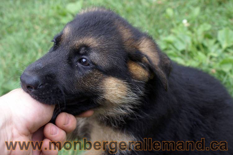 Chiots berger allemand a Kenya 25 juillet 2011