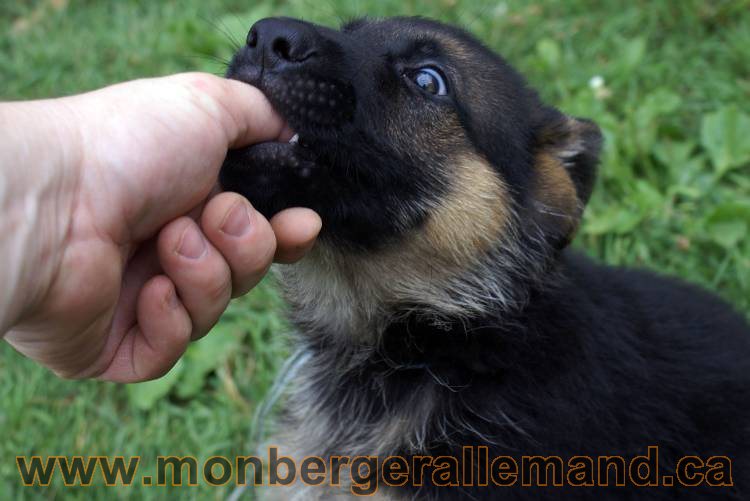 Chiots berger allemand a Kenya 25 juillet 2011