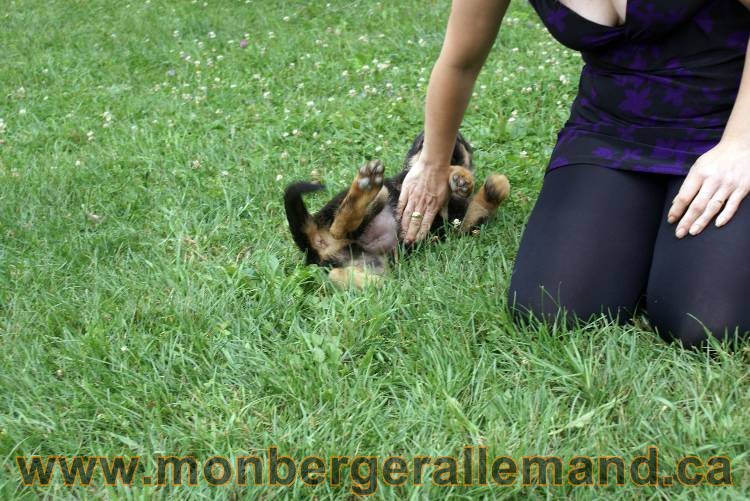 Chiots berger allemand a Kenya 25 juillet 2011