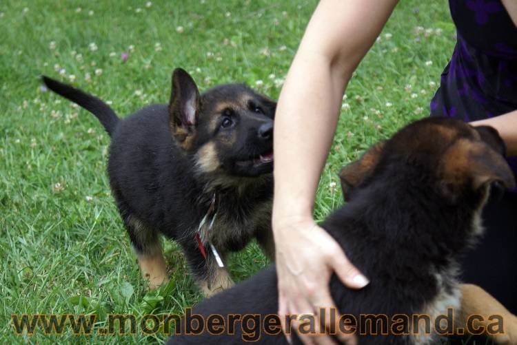 Chiots berger allemand a Kenya 25 juillet 2011