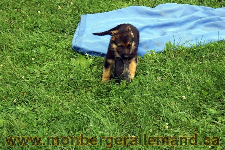 Chiots berger allemand a Kenya 25 juillet 2011
