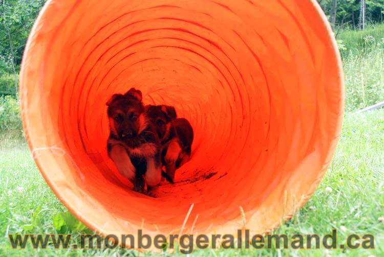 Chiots berger allemand a Kenya 25 juillet 2011