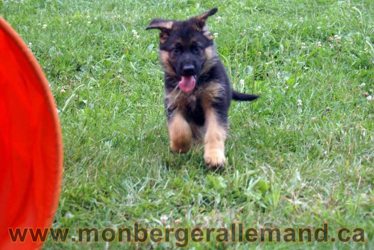 Chiots berger allemand a Kenya 25 juillet 2011