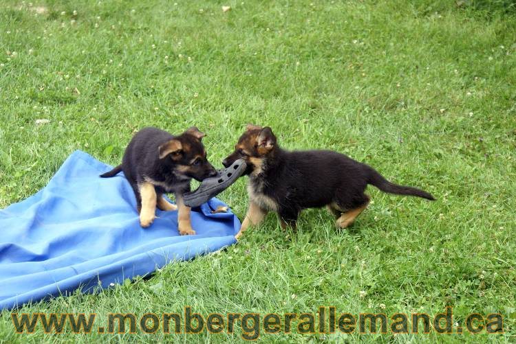 Chiots berger allemand a Kenya 25 juillet 2011