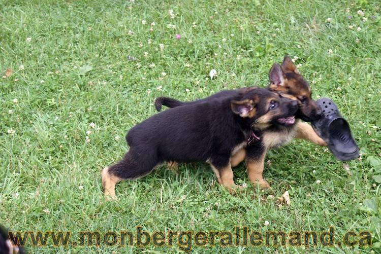 Chiots berger allemand a Kenya 25 juillet 2011