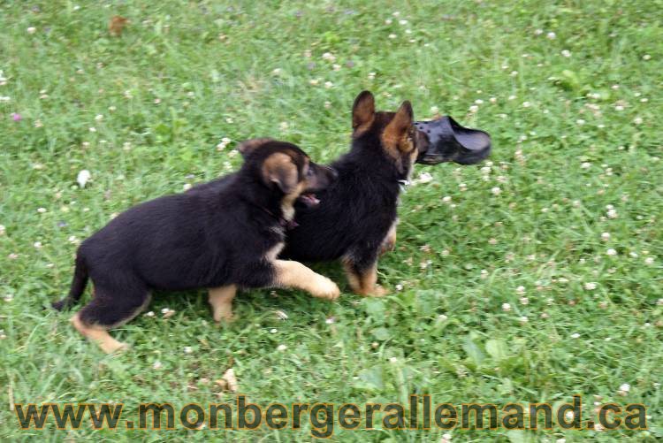 Chiots berger allemand a Kenya 25 juillet 2011