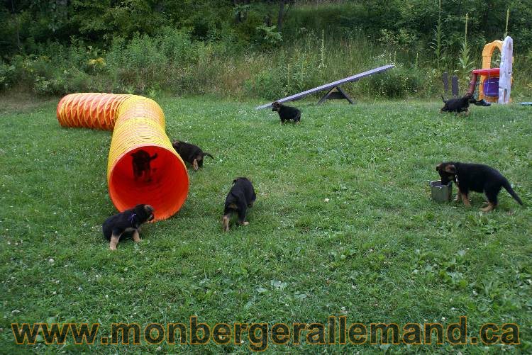 Chiots berger allemand a Kenya 25 juillet 2011