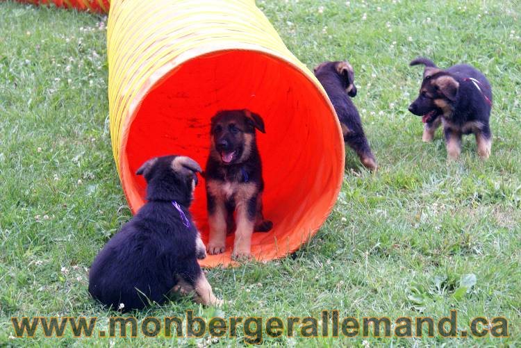 Chiots berger allemand a Kenya 25 juillet 2011