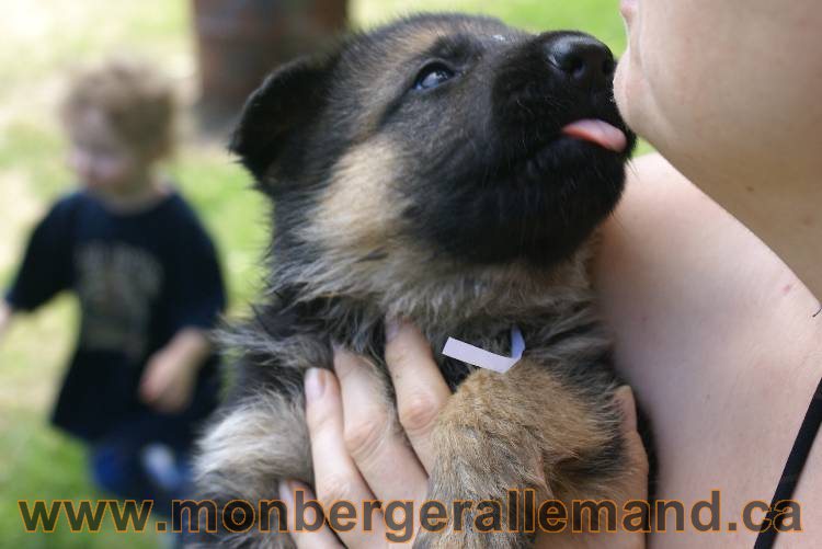 Les chiots berger allemand a Kenya - 5 juillet 2011