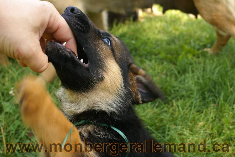 Les chiots a Kenya avec Roxy comme invité !