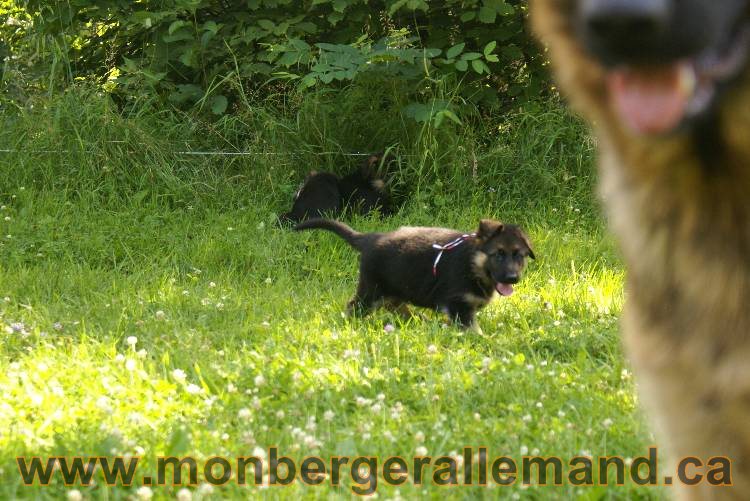 Les chiots a Kenya avec Roxy comme invité !