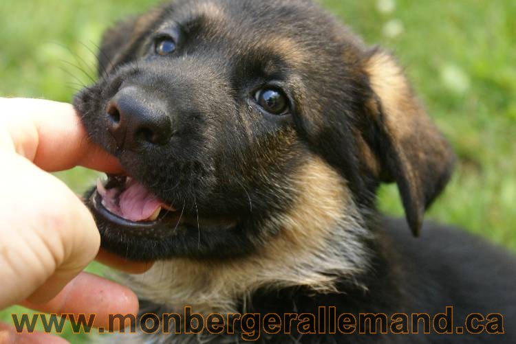 Les chiots a Kenya avec Roxy comme invité !