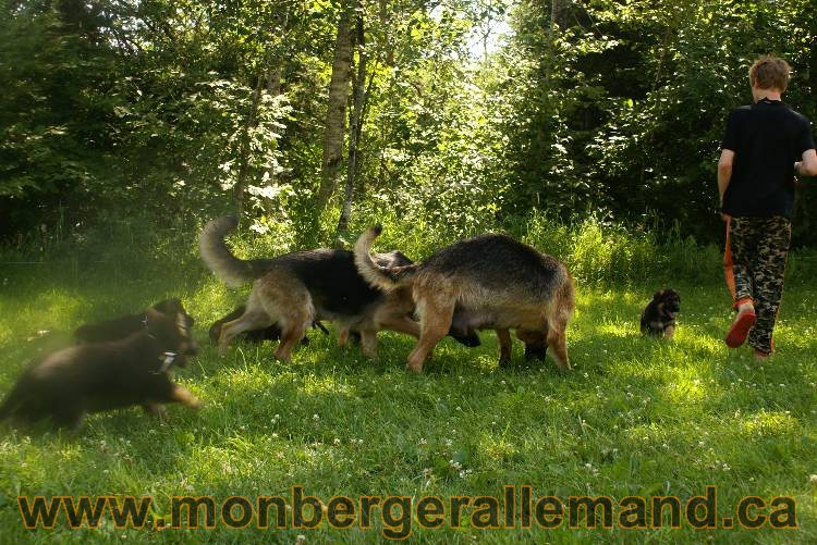 Les chiots a Kenya avec Roxy comme invité !