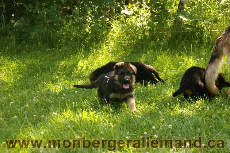Les chiots a Kenya avec Roxy comme invité !