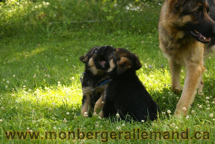 Les chiots a Kenya avec Roxy comme invité !