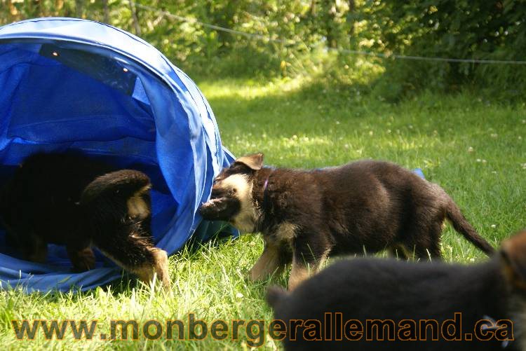 Les chiots a Kenya avec Roxy comme invité !