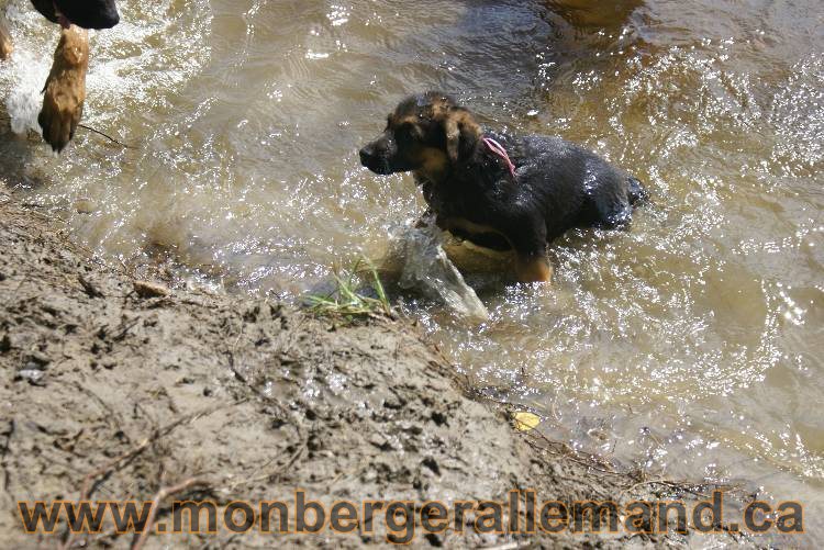 Chiots berger allemand a Kenya 23 juillet 2011