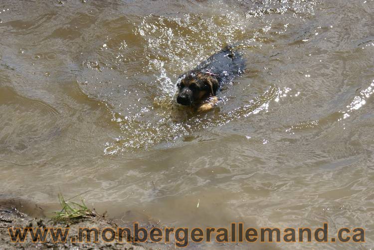 Chiots berger allemand a Kenya 23 juillet 2011