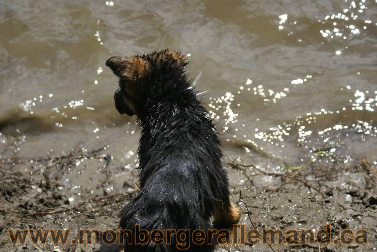 Chiots berger allemand a Kenya 23 juillet 2011
