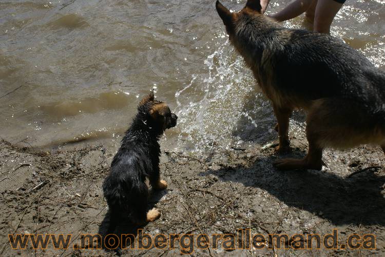 Chiots berger allemand a Kenya 23 juillet 2011