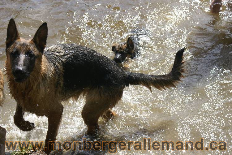 Chiots berger allemand a Kenya 23 juillet 2011