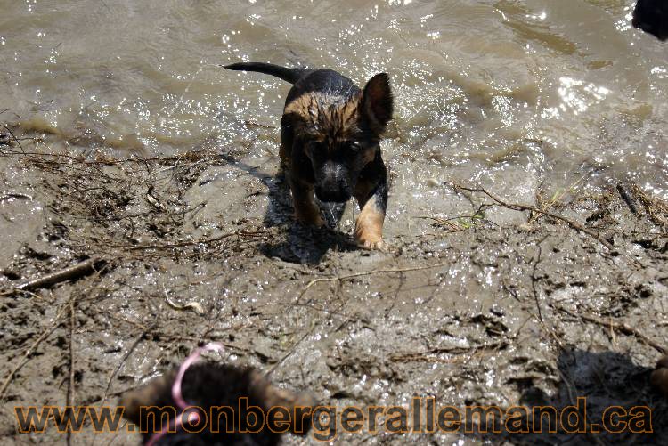 Chiots berger allemand a Kenya 23 juillet 2011