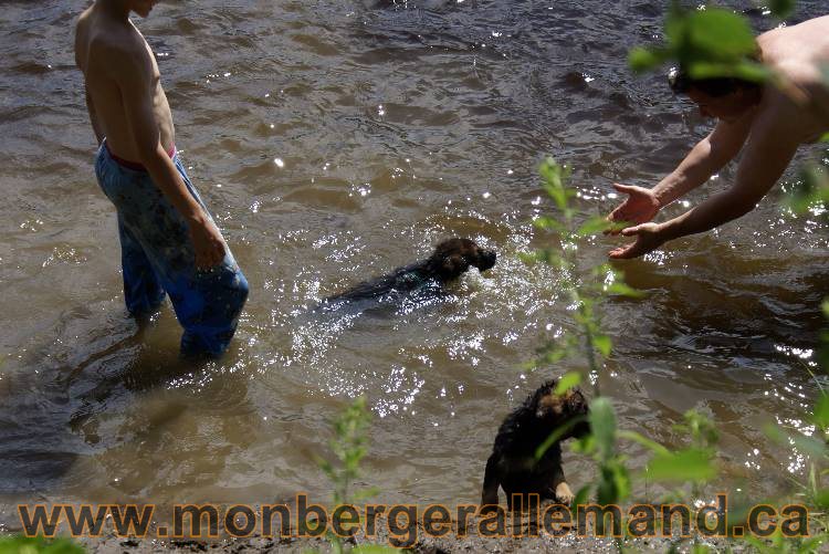 Chiots berger allemand a Kenya 23 juillet 2011