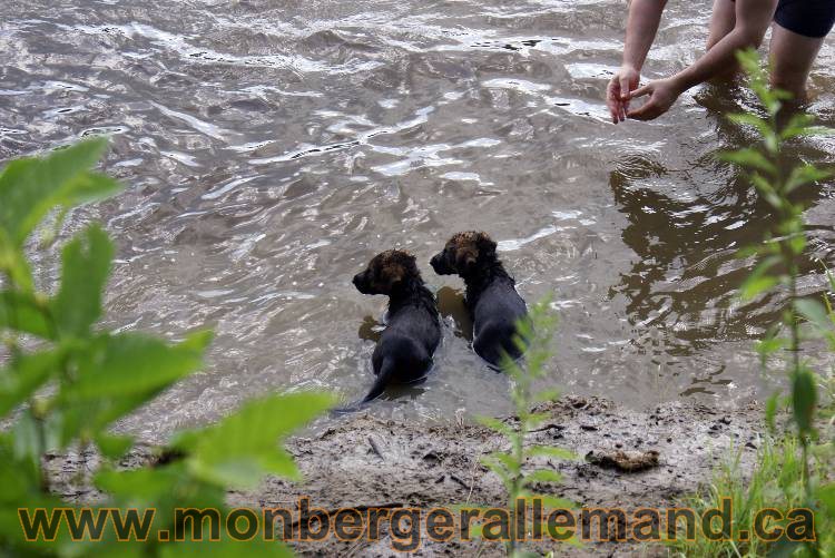 Chiots berger allemand a Kenya 23 juillet 2011