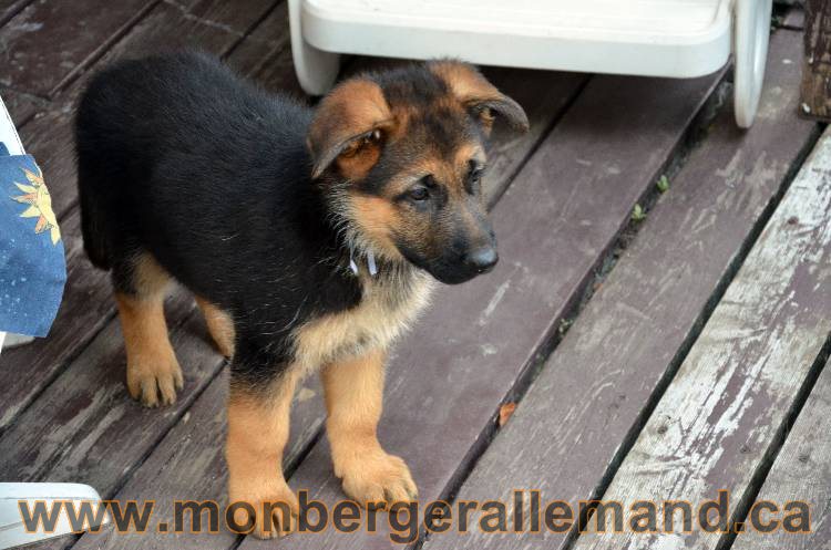 Emma 2 Aout 2011 - Chiot Berger Allemand Femelle