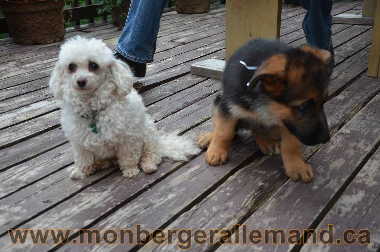 Emma 2 Aout 2011 - Chiot Berger Allemand Femelle