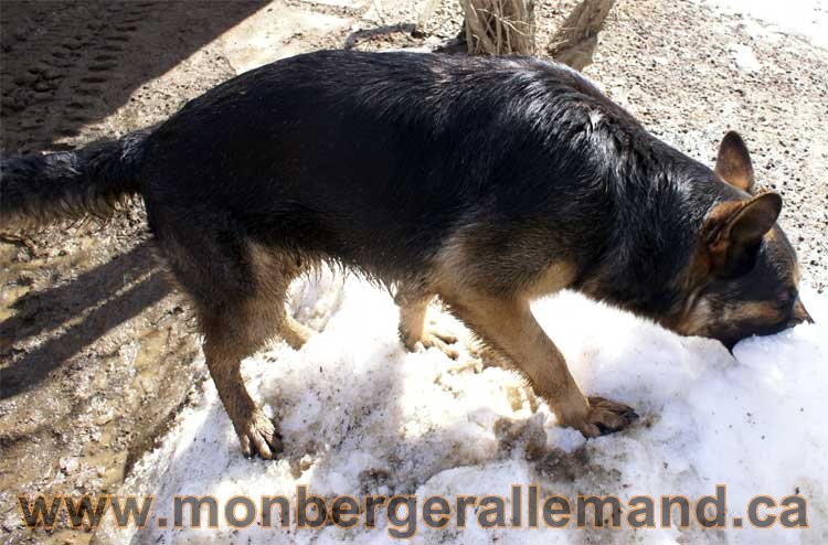 Photos de nos berger allemand mois Avril 2011