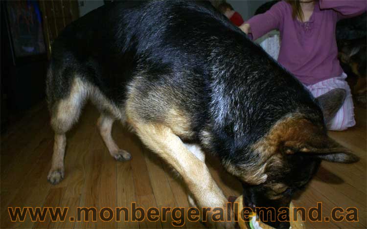 Nos chiens Berger Allemand - Avril 2011