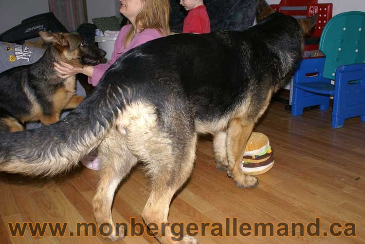 Nos chiens Berger Allemand - Avril 2011v