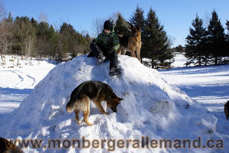 Photo berger allemand Janvier 2011 - outaouais-Laurentides-monteregie-estrie-montreal-gatineau-laval