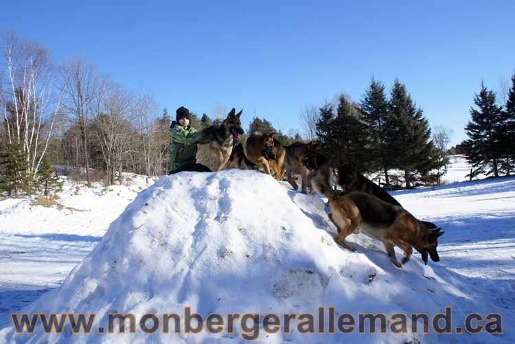 Photo berger allemand Janvier 2011 - outaouais-Laurentides-monteregie-estrie-montreal-gatineau-laval