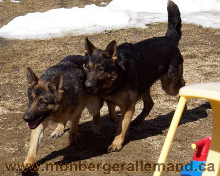 Photos de nos berger allemand mois Avril 2011