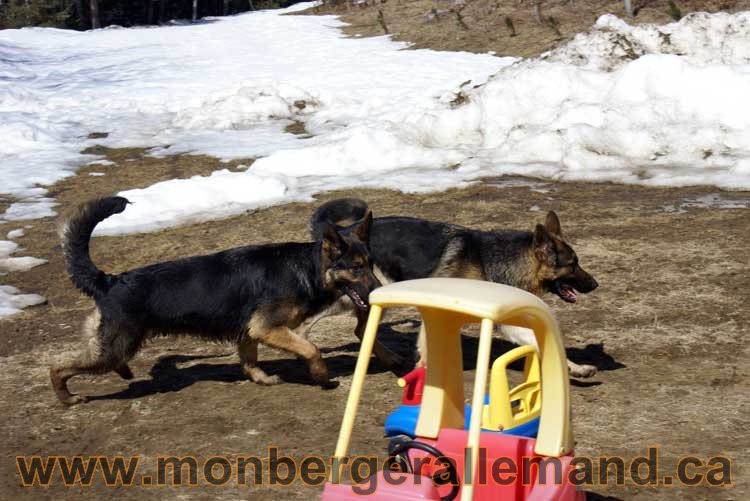 Photos de nos berger allemand Avril 2011