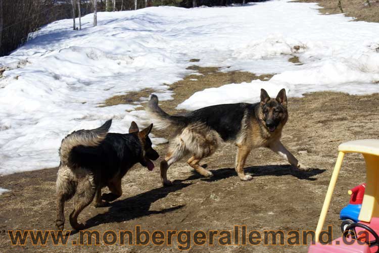 Photos de nos berger allemand Avril 2011