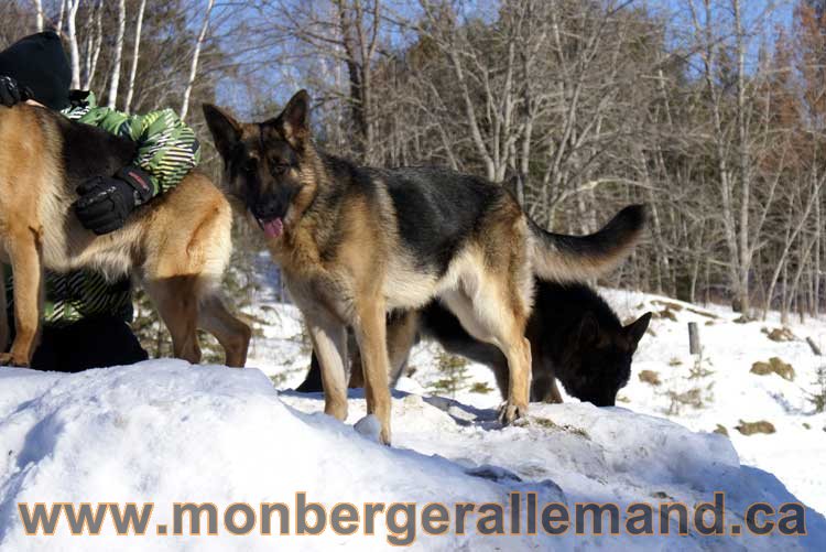 Photo berger allemand Janvier 2011 - outaouais-Laurentides-monteregie-estrie-montreal-gatineau-laval