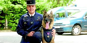 Berger allemand chien policier