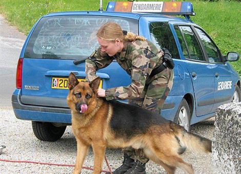 Barouf chien gendarme