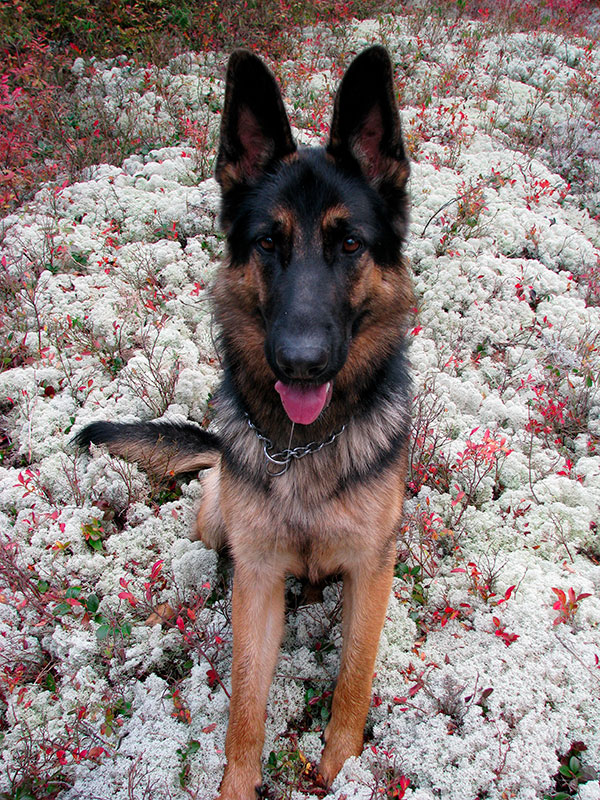 Sammy - Femelle Chiots de Lady X Vidal