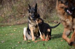 Nom du fichier=14-11-14j020.jpg
Taille du fichier=175Ko
Dimensions : 1200x795
Ajouté le : 14 Novembre 2014 14-11-14j020.jpg