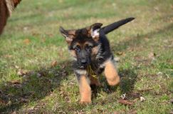 Nom du fichier=14-11-14j022.jpg
Taille du fichier=203Ko
Dimensions : 1200x795
Ajouté le : 14 Novembre 2014 14-11-14j022.jpg