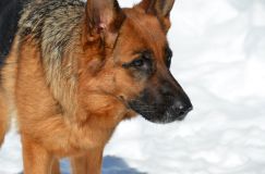 15-02-28chien029.jpg